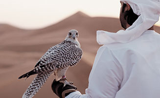 Desierto de fondo con un Águila en Emirato Árabes Unidos 