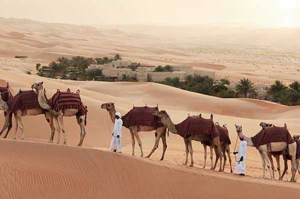 Desierto de Abu Dhabi dromedarios paseando Qasar Al Sarab