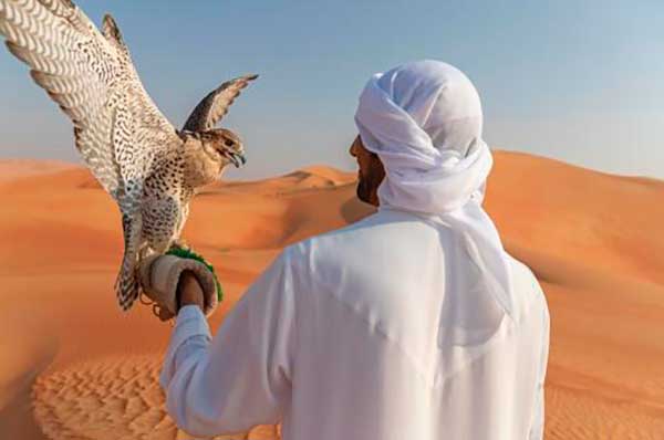 Demostración de cetrería halcón en desierto Abu Dhabi hotel Qasar Al Sarab