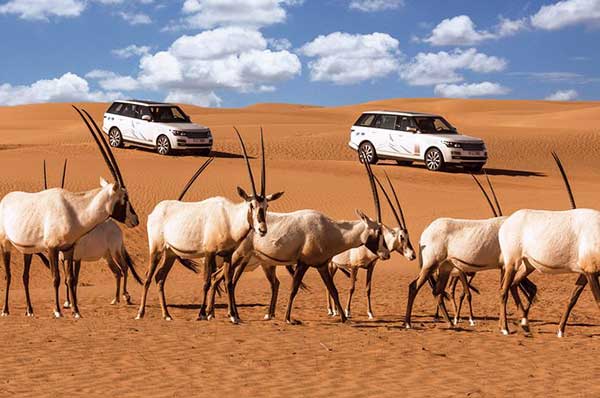 Desierto con coches todo terreno excursión orix