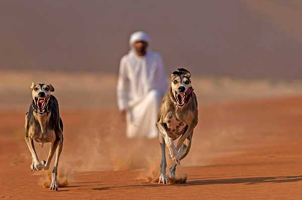 Perros saluki en resort lujo Qasar Al Sarab en Abu Dhabi