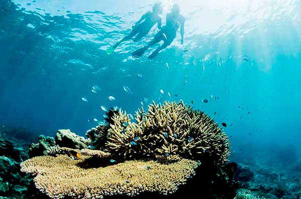 Pareja de personas buceando debajo mar en Fiji