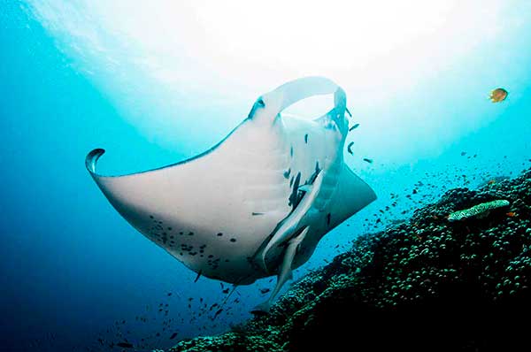 Manta raya buceo en Fiji Kokomo Private Island