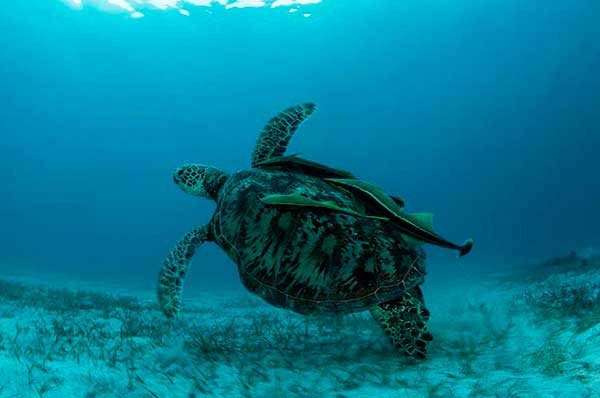 Tortuga de mar en el reef cerca de Kokomo Private Island en Fiji