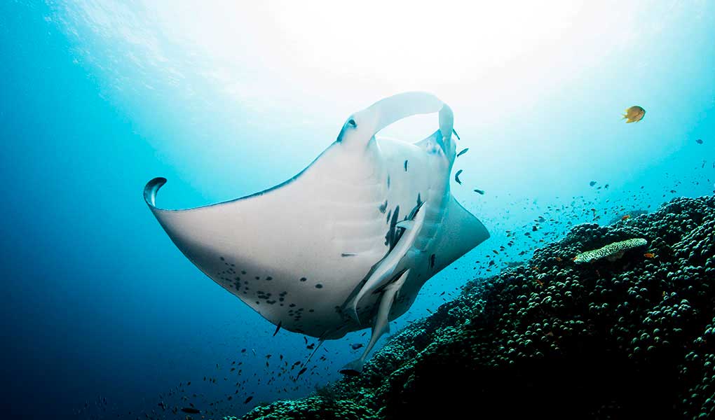 Manta raya fondo mar Fiji hotel lujo Kokomo Private Island