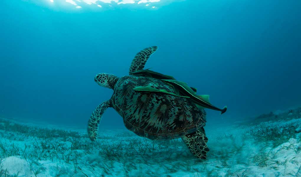 Tortuga en el mar en Fiji hotel Kokomo Private Island